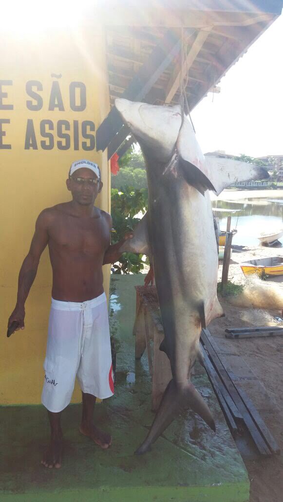  Exclusivo: Tubarão de dois metros é pescado na Praia de Buraquinho