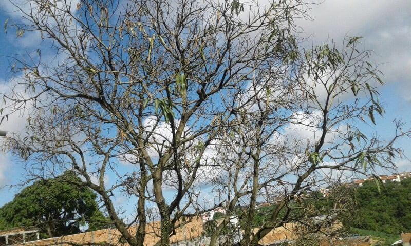  Mal da Seca mata mangueiras em Salvador e Lauro de Freitas