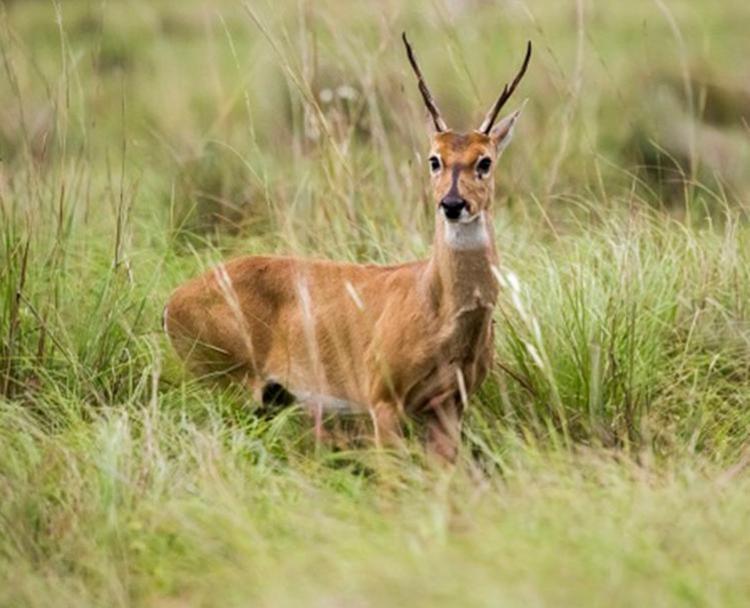  Mais de 2.500 animais estão em extinção na Bahia; veja lista