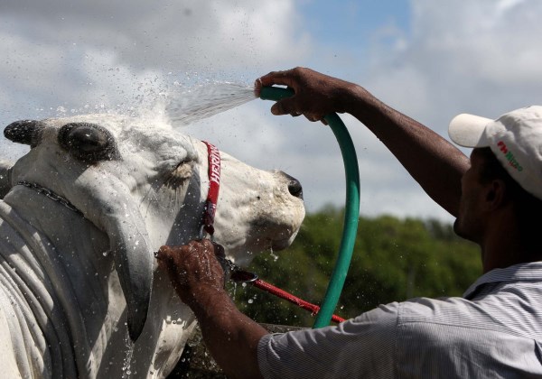 Fenagro 2018 será aberta do próximo domingo (25)