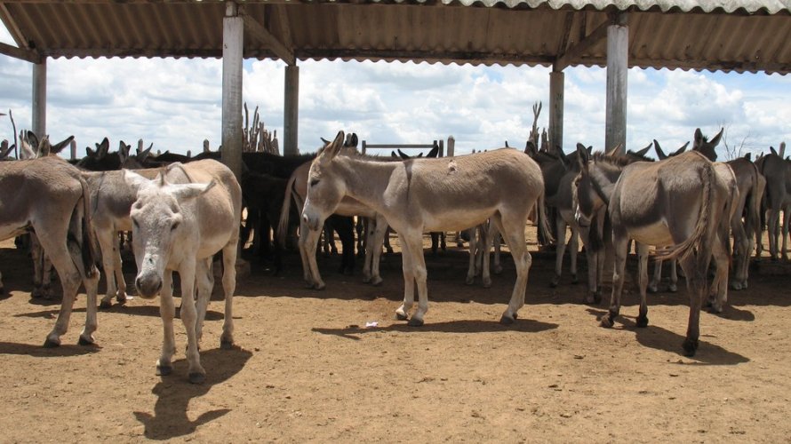 Após casos de maus-tratos, Justiça proíbe abate de jumentos na Bahia