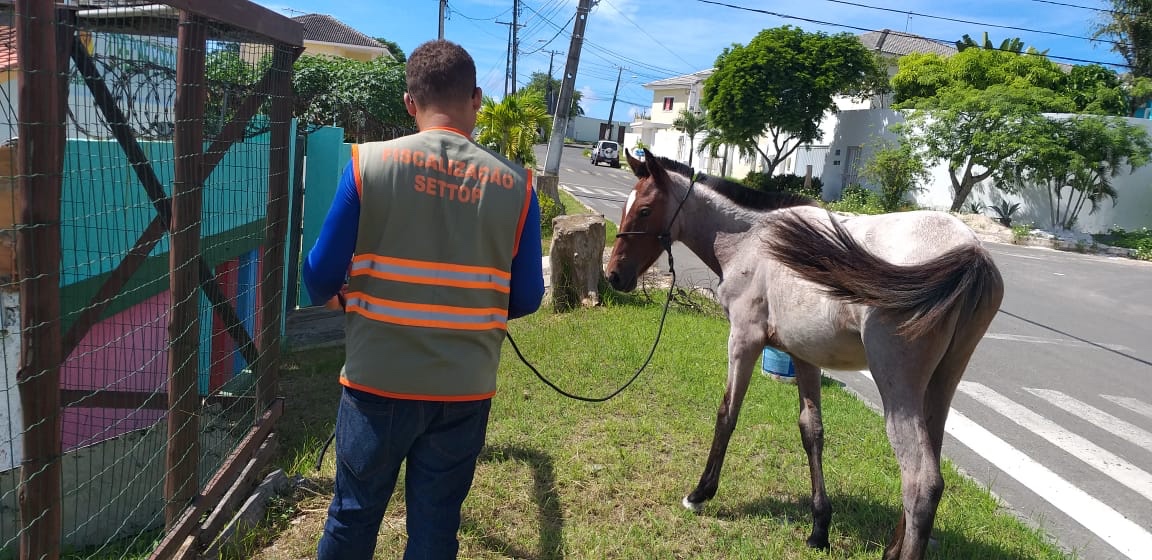  Equipe da Settop retira e acolhe cavalo que estava solto na via