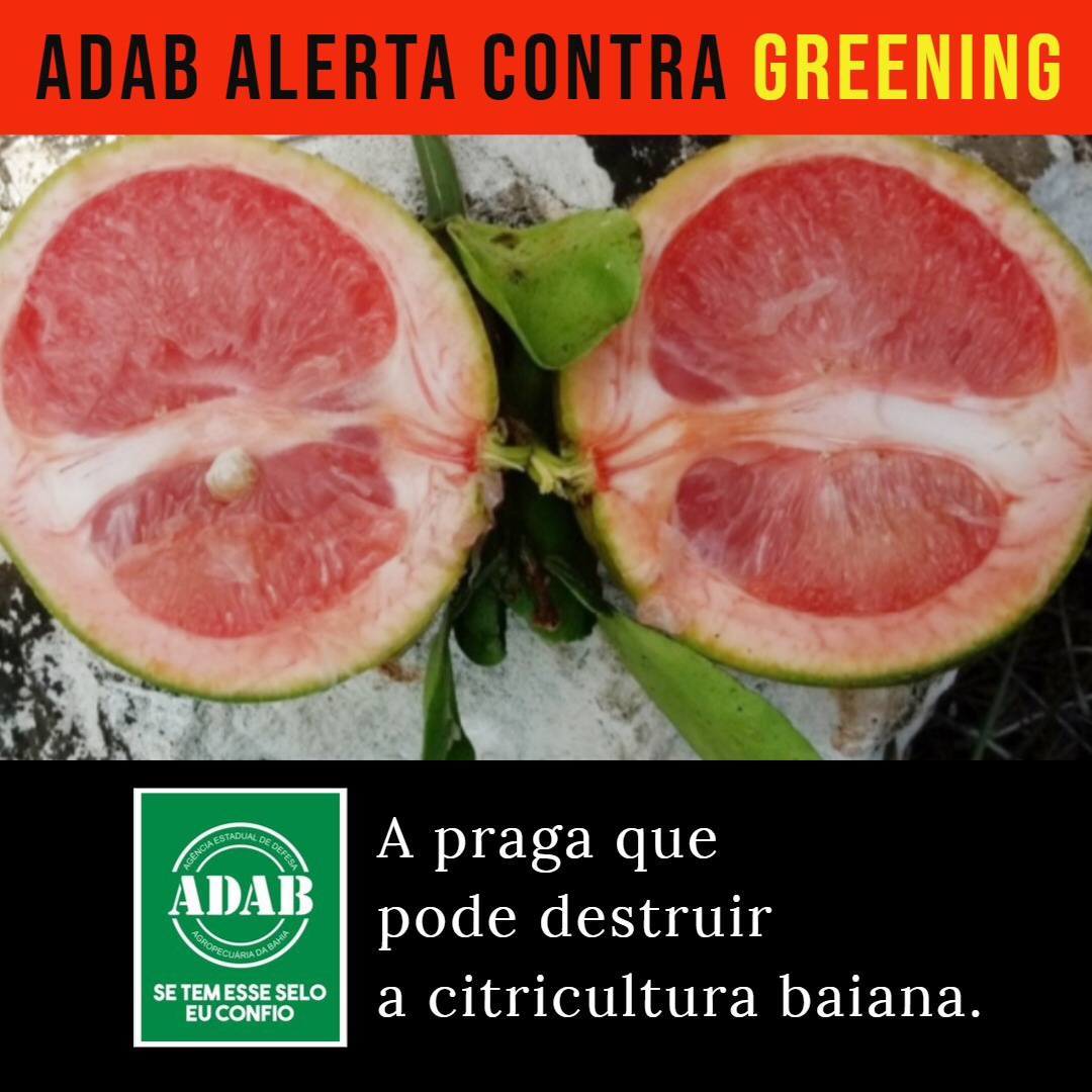 ADAB alerta contra praga do citros