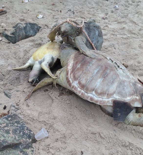  Morte de Tartarugas preocupa prefeitura de Vera Cruz