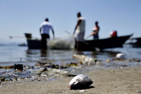  Praias baianas atingidas por óleo registram redução de 47% de espécies marinhas, diz Ufba