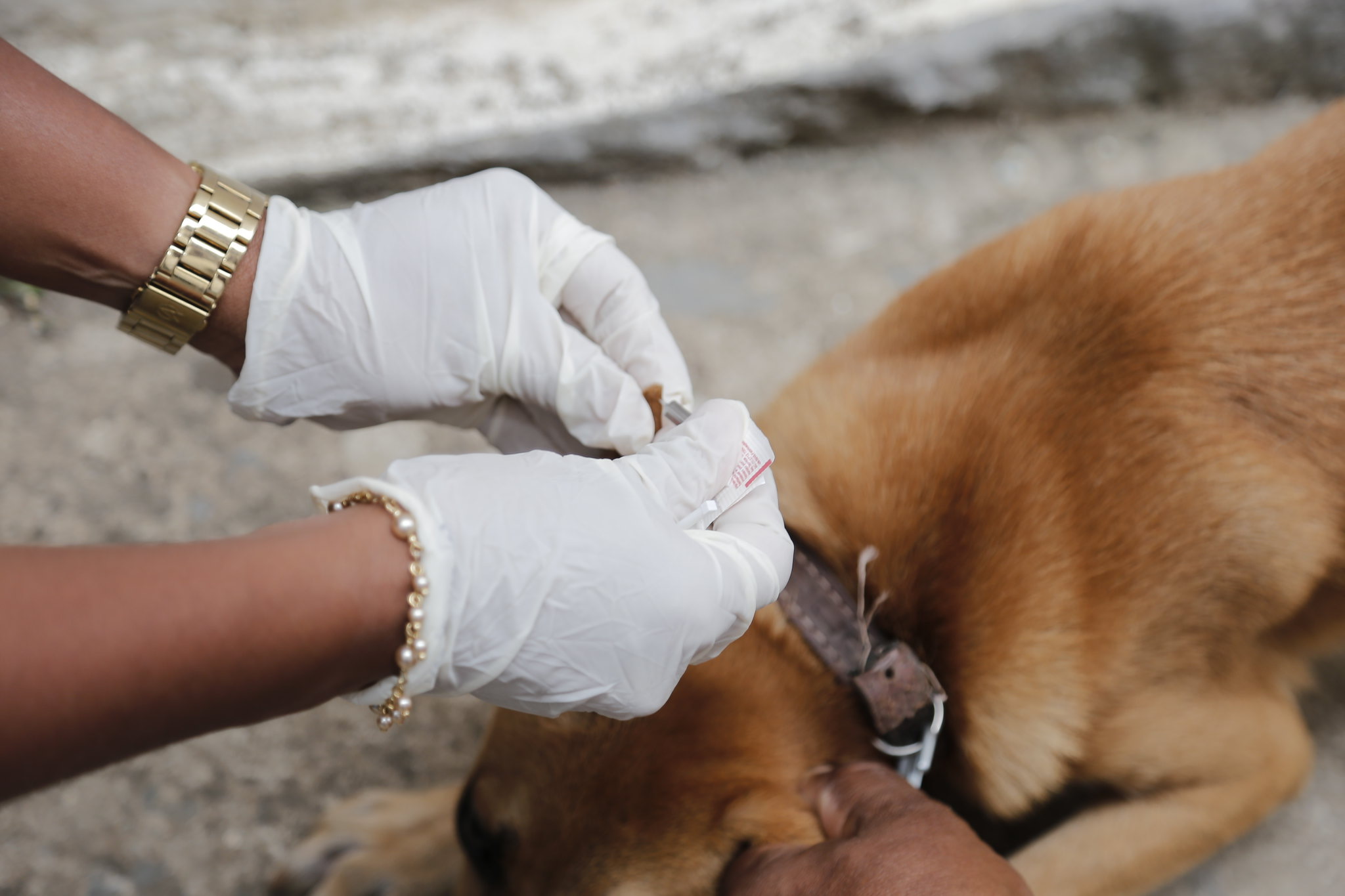  CCZ de Lauro de Freitas realiza ações de combate ao Aedes Aegypti, teste de Leishmaniose e vacinação animal neste sábado (08)