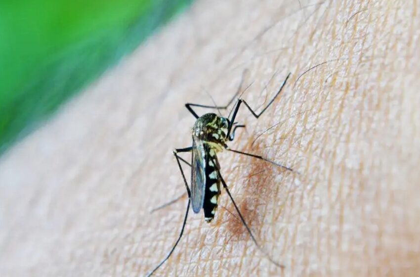  Sesab confirma duas mortes por dengue em cidades da Bahia