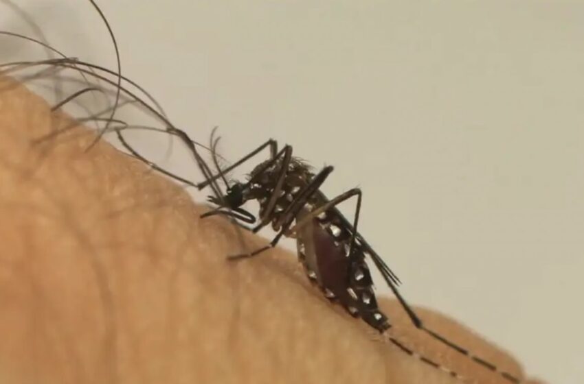  Pico da dengue deve ocorrer até maio, alerta consultor da OMS