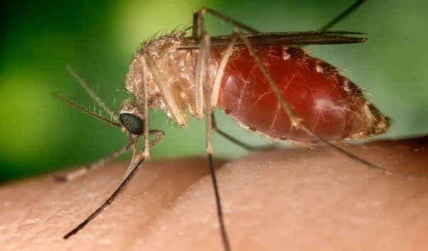  Mortes por febre oropouche na Bahia são as primeiras documentadas no mundo