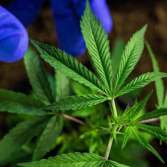  Pesquisa aponta que Bahia é o 5º estado do Brasil com mais usuários de cannabis para fins medicinais