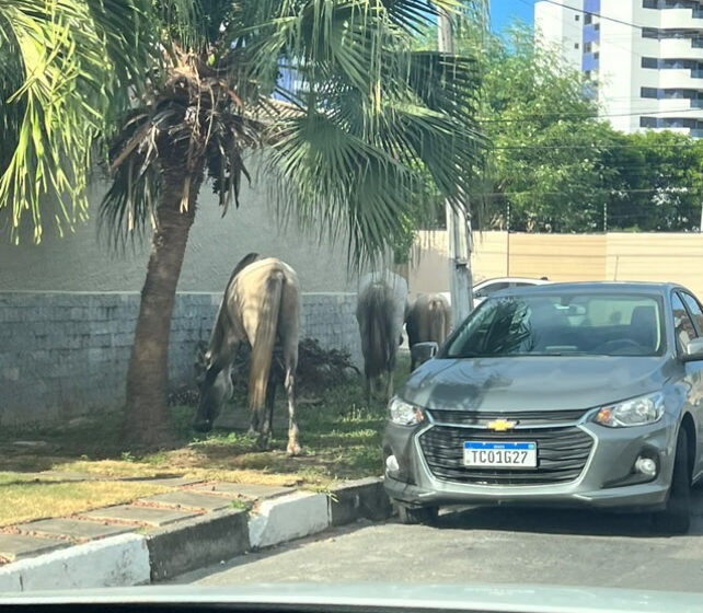  Haras do Miragem: moradores reclamam de cavalos nas ruas do bairro