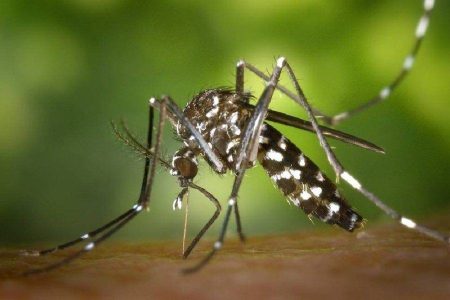  Opas emite alerta para risco de surtos de dengue 3 nas Américas