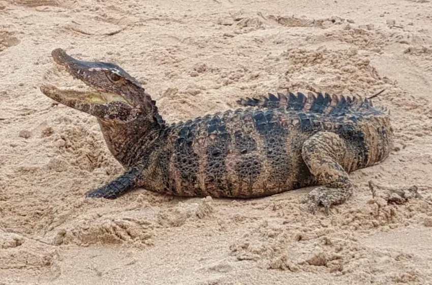 Jacaré aparece na praia de Patamares em manhã chuvosa em Salvador