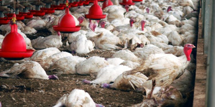 Confirmação de gripe aviária no RS: saiba os riscos e o que dizem autoridades