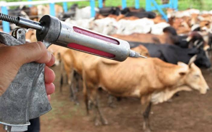 Casos de raiva em cavalos e bois disparam na Bahia e acendem alerta em órgãos de saúde e agropecuária