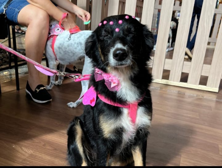 Adoção com amor: 12ª edição do ‘Adote no Parque’ conecta pets a novos lares em Lauro de Freitas