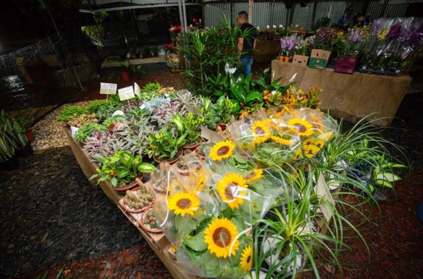 Feira de Flores da Veiling Holambra encerra nesta segunda (12) com mais de 200 espécies em exposição em Lauro de Freitas