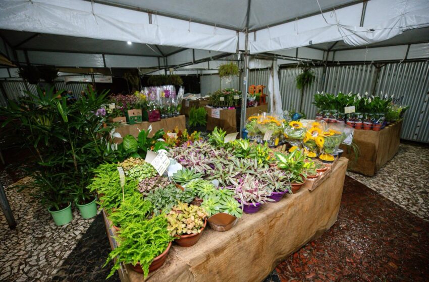 Feira de Flores encanta público em Lauro de Freitas com aromas, cores e homenagens ao Dia das Mães