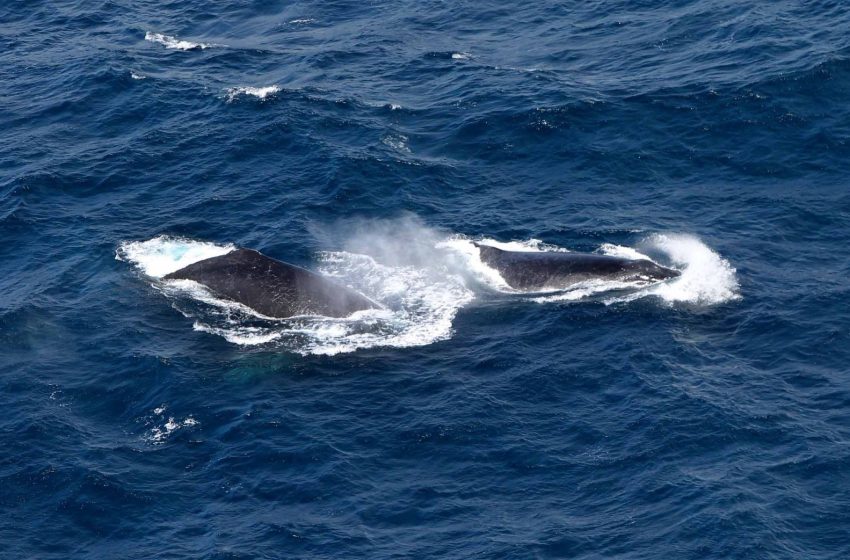 Avistamento de jubartes movimenta turismo e reforça ações sustentáveis na Bahia