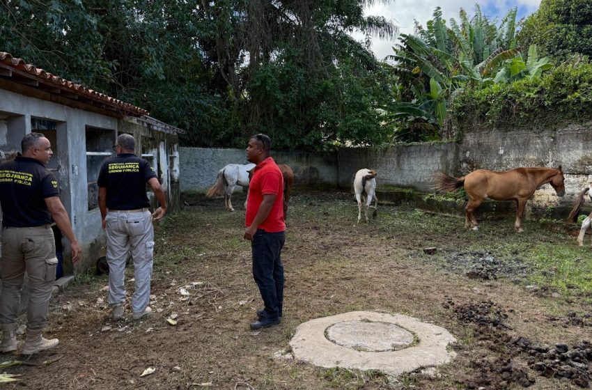 Prefeitura realiza operação conjunta para recolhimento de animais de grande porte em vias públicas