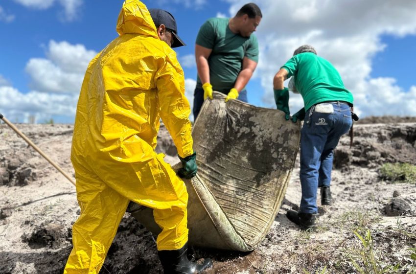 Ação integrada entre Limpec e secretarias realiza limpeza e plantio na nascente do Rio Capivara