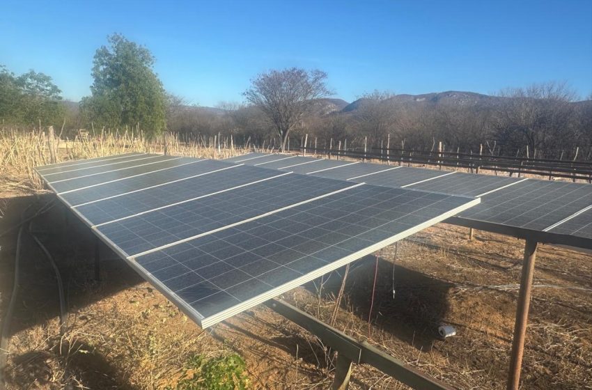 Forças policiais erradicam roça de maconha com sistema de energia solar em Brotas de Macaúbas