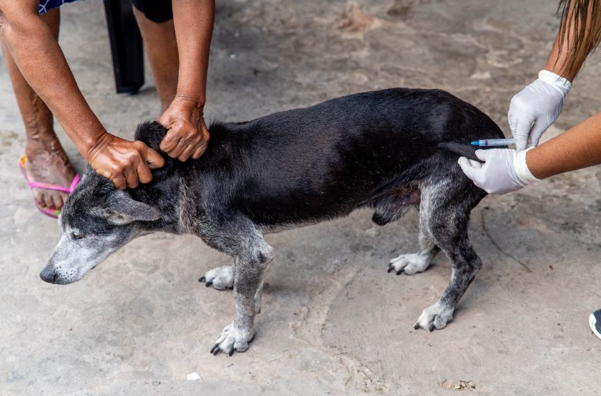Camaçari: Sesau realiza vacinação antirrábica de casa em casa e pontos fixos