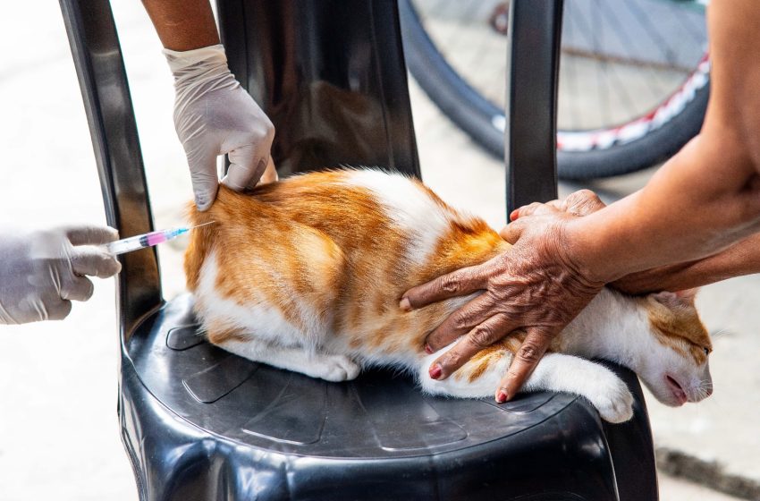 Campanha de Vacinação Antirrábica de Cães e Gatos amplia locais atendidos
