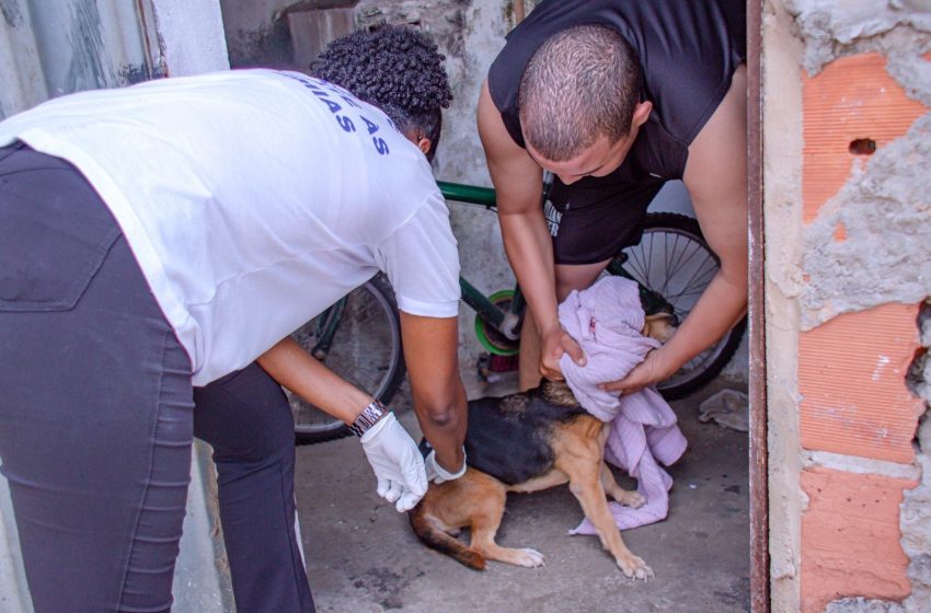 Prefeitura dá continuidade à vacinação antirrábica domiciliar de cães e gatos