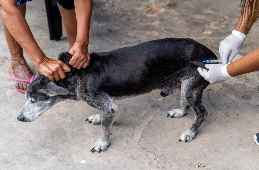 Camaçari: Dia D de Vacinação Antirrábica em Cães e Gatos acontece sábado