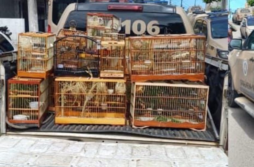 Polícia descobre rinha ilegal e apreende 60 aves silvestres em Lauro de Freitas