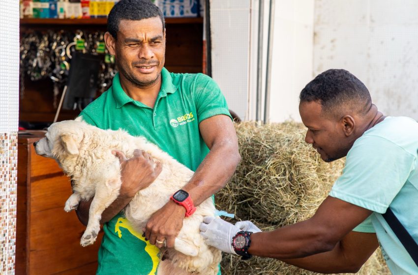 Campanha de Vacinação Antirrábica de Cães e Gatos segue na sede e orla de Camaçari